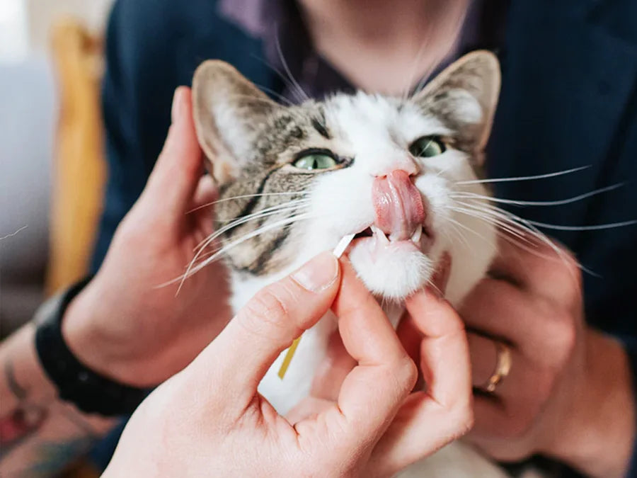 Petivity At-Home Kidney Health Test for Cats - 1CT