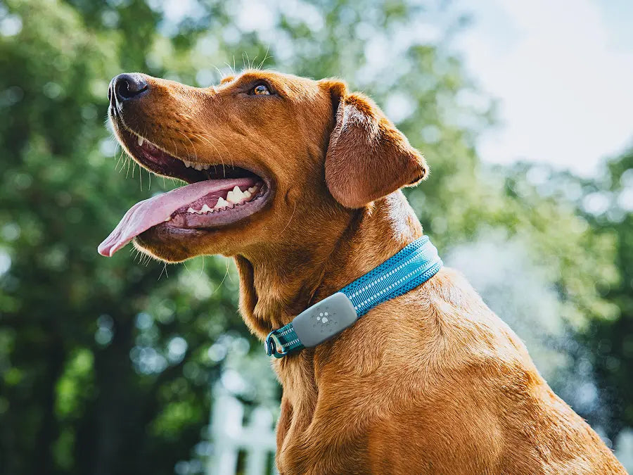 Petivity Smart GPS + Activity Tracker for Dogs