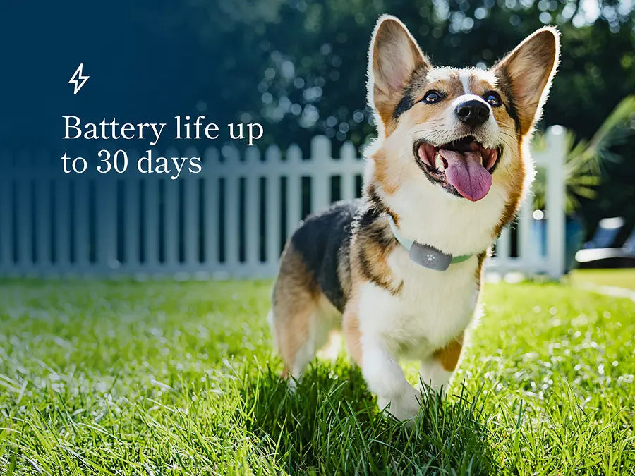 Petivity Smart GPS + Activity Tracker for Dogs
