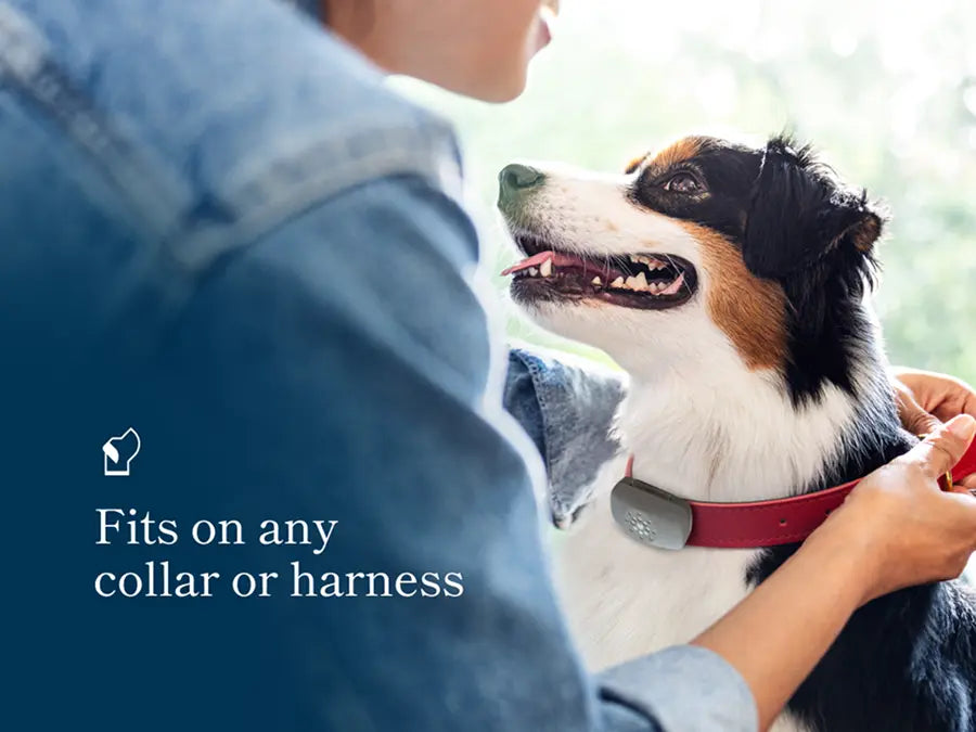 Petivity Smart GPS + Activity Tracker for Dogs
