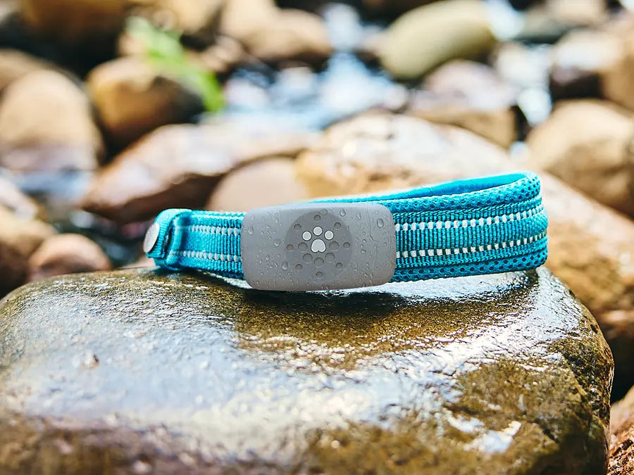 Petivity Smart GPS + Activity Tracker for Dogs