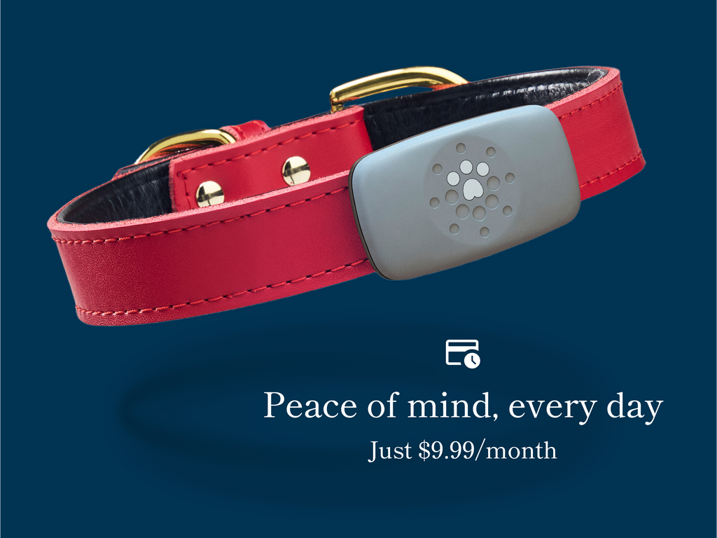 Petivity Smart GPS + Activity Tracker for Dogs
